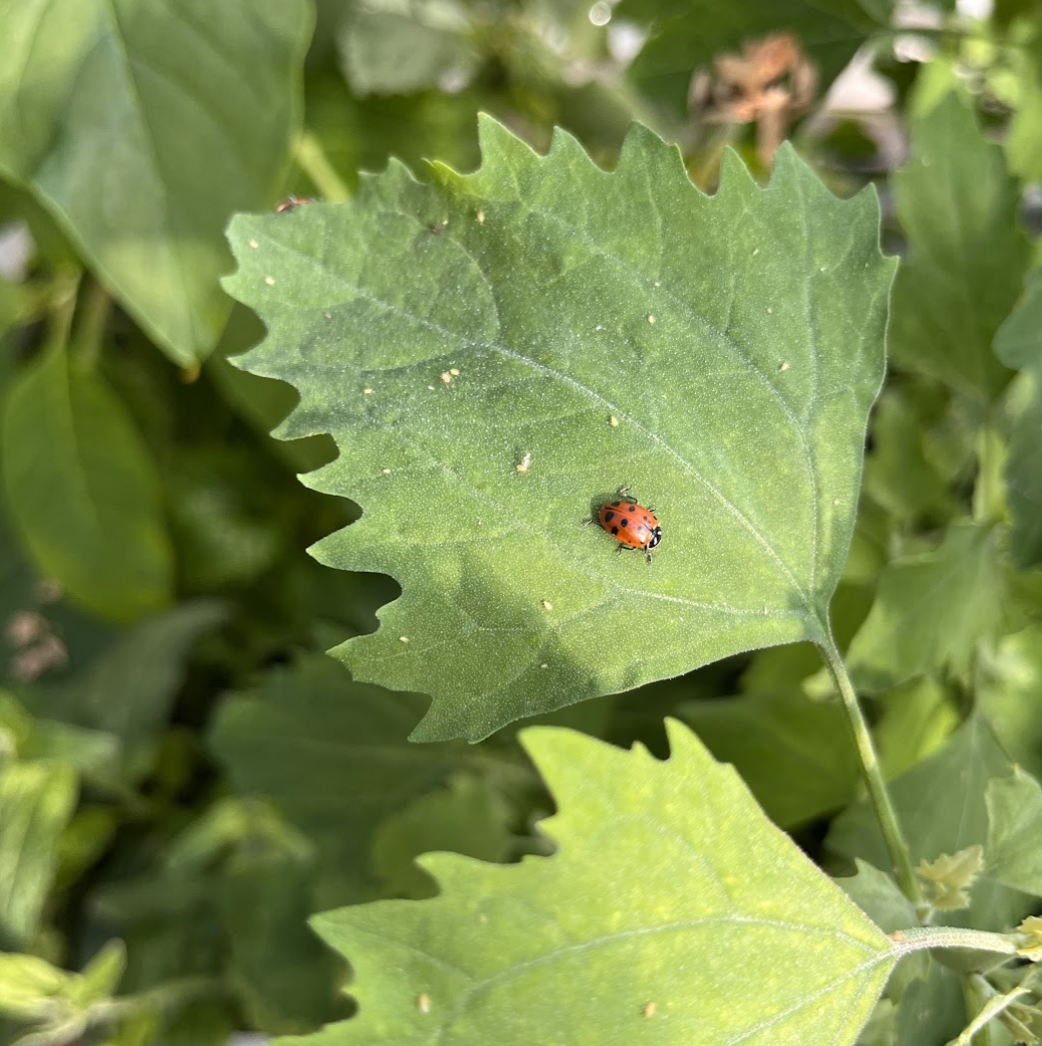 Rose Park Newsletter – May 2023