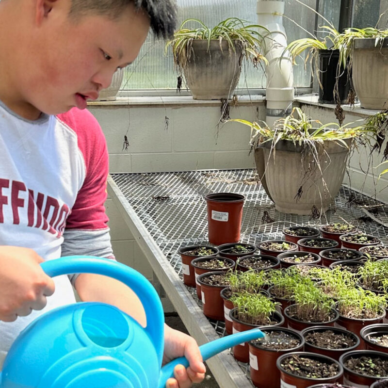 HCHS student in Gryffindor tshirt watering seedlings in the greenhouse with a sky blue watering can