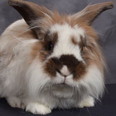 Louis the bunny looking at the camera