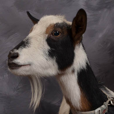 Parker the goat looking at the camera