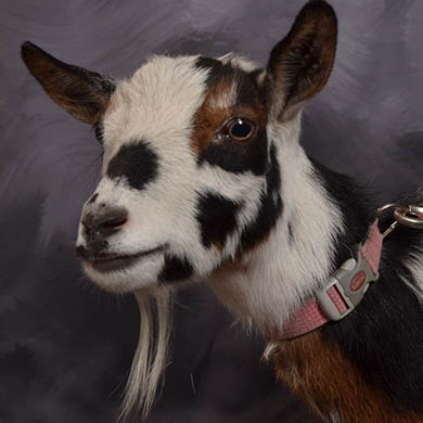 Rosie the goat looking sideways at the camera