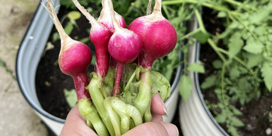 Rose Park Newsletter – Juni 2025