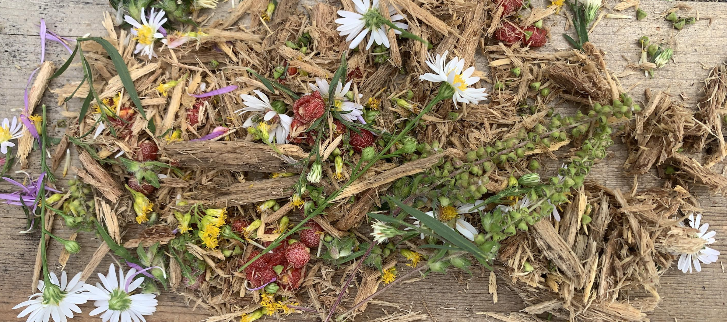 Forest School Newsletter: October 2025