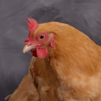 The head of a light brown chicken named Pink.